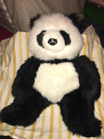 A stuffed panda bear

Description automatically generated with low confidence