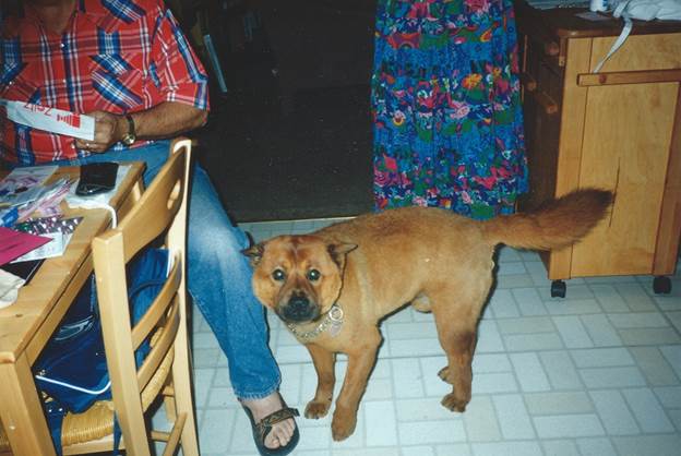 A dog standing on a tile floor

Description automatically generated with medium confidence