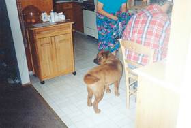 A dog standing in a kitchen

Description automatically generated